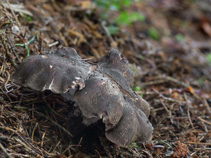 Boletopsis leucomelaena